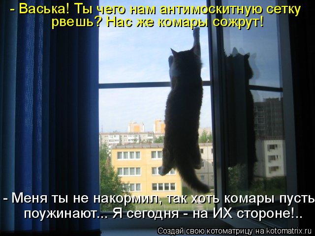 Котоматрица: - Васька! Ты чего нам антимоскитную сетку рвешь? Нас же комары сожрут! - Меня ты не накормил, так хоть комары пусть поужинают... Я сегодня - на И