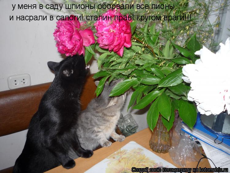 Котоматрица: у меня в саду шпионы оборвали все пионы. и насрали в сапоги! сталин прав! кругом враги!!!