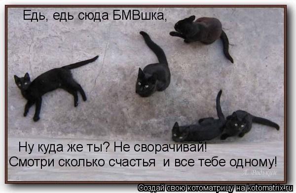 Едь, едь сюда БМВшка, Ну куда же ты? Не сворачивай! Смотри сколько счастья и все тебе одному!... Котоматрица: Едь, едь сюда БМВшка, Ну куда же ты? Не сворачивай! Смотри сколько счастья и все тебе одному!