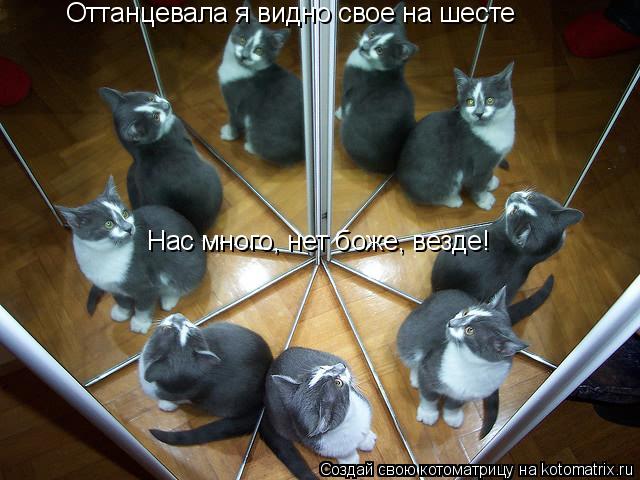 Котоматрица: Оттанцевала я видно свое на шесте Нас много, нет боже, везде!