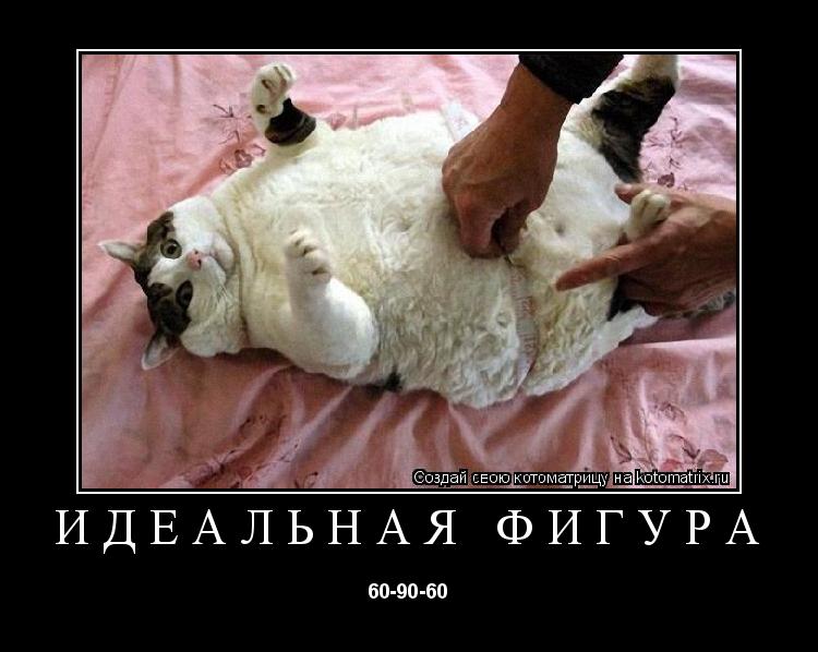 ИДЕАЛЬНАЯ ФИГУРА 60-90-60... Котоматрица: ИДЕАЛЬНАЯ ФИГУРА 60-90-60