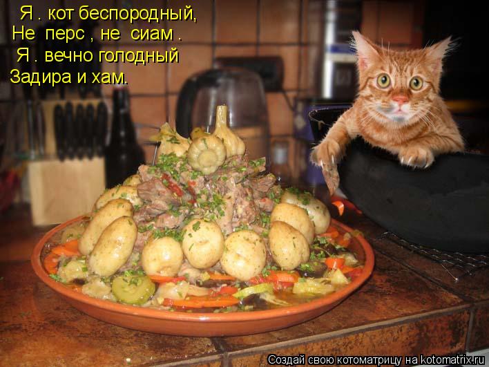 Я – кот беспородный, Не «перс», не «сиам». Я – вечно голодный Задира и хам.... Котоматрица: Я – кот беспородный, Не «перс», не «сиам». Я – вечно голодный Задира и хам.