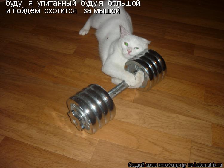 Котоматрица: буду   я  упитанный  буду я  бльшой    буду   я  упитанный  буду я  большой    и пойдём  охотится   за мышой