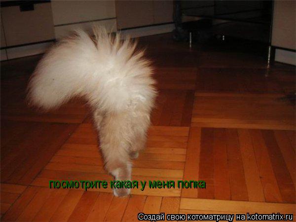 посмотрите какая у меня попка... Котоматрица: посмотрите какая у меня попка