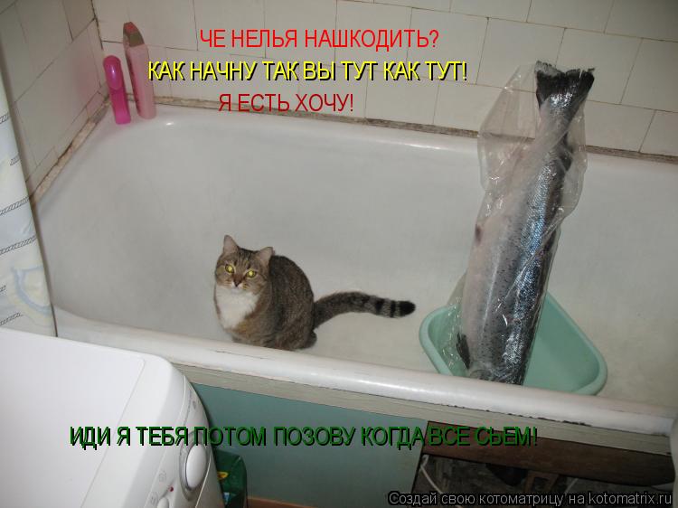 ЧЕ НЕЛЬЯ НАШКОДИТЬ? КАК НАЧНУ ТАК ВЫ ТУТ КАК ТУТ! Я ЕСТЬ ХОЧУ! ИДИ Я ТЕБЯ ПОТОМ ПОЗОВУ КОГДА ВСЕ СЬЕМ... Котоматрица: ЧЕ НЕЛЬЯ НАШКОДИТЬ? КАК НАЧНУ ТАК ВЫ ТУТ КАК ТУТ! Я ЕСТЬ ХОЧУ! ИДИ Я ТЕБЯ ПОТОМ ПОЗОВУ КОГДА ВСЕ СЬЕМ!