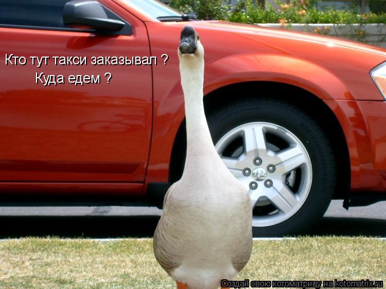 Кто тут такси заказывал ? Куда едем ?... Котоматрица: Кто тут такси заказывал ? Куда едем ?