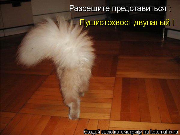 Разрешите представиться : Пушистохвост двулапый !... Котоматрица: Разрешите представиться : Пушистохвост двулапый !