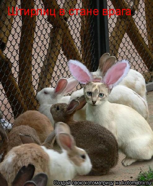 Котоматрица: Штирлиц в стане врага