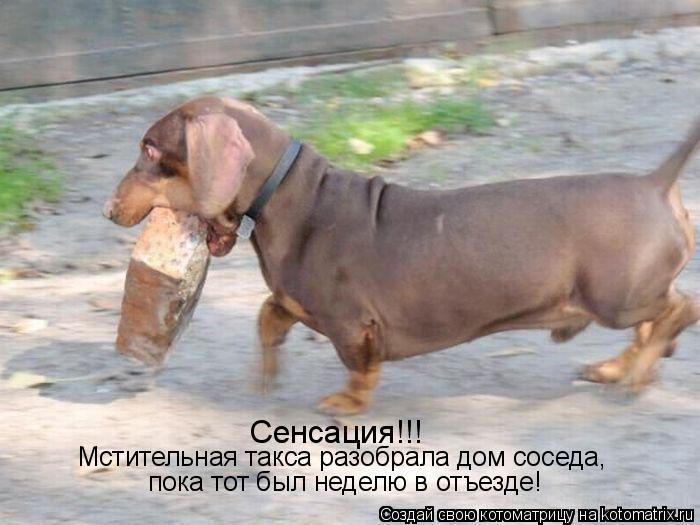 Сенсация!!! Мстительная такса разобрала дом соседа, пока тот был неделю в отъезде!... Котоматрица: Сенсация!!! Мстительная такса разобрала дом соседа, пока тот был неделю в отъезде!