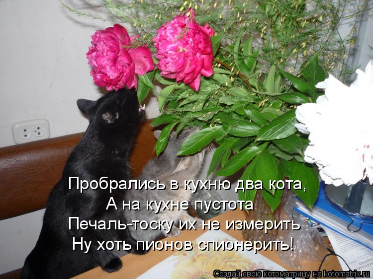 Пробрались в кухню два кота, А на кухне пустота Печаль-тоску их не измерить Ну хоть пионов спионерить... Котоматрица: Пробрались в кухню два кота, А на кухне пустота Печаль-тоску их не измерить Ну хоть пионов спионерить!