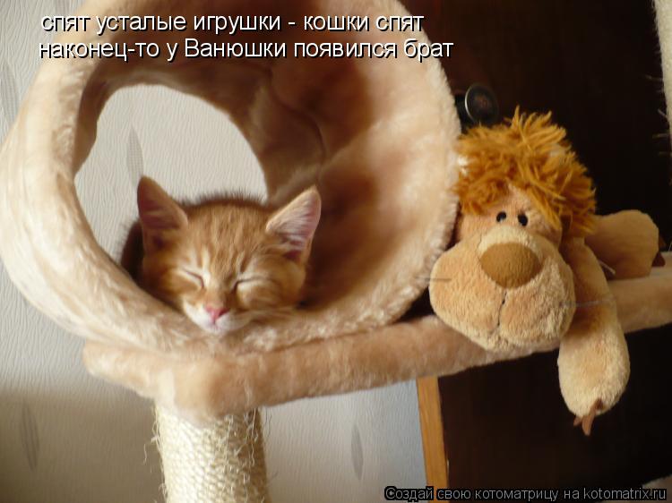 спят усталые игрушки - кошки спят наконец-то у Ванюшки появился брат... Котоматрица: спят усталые игрушки - кошки спят наконец-то у Ванюшки появился брат