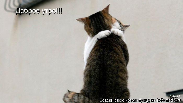 Котоматрица: Доброе утро!!! рыжая