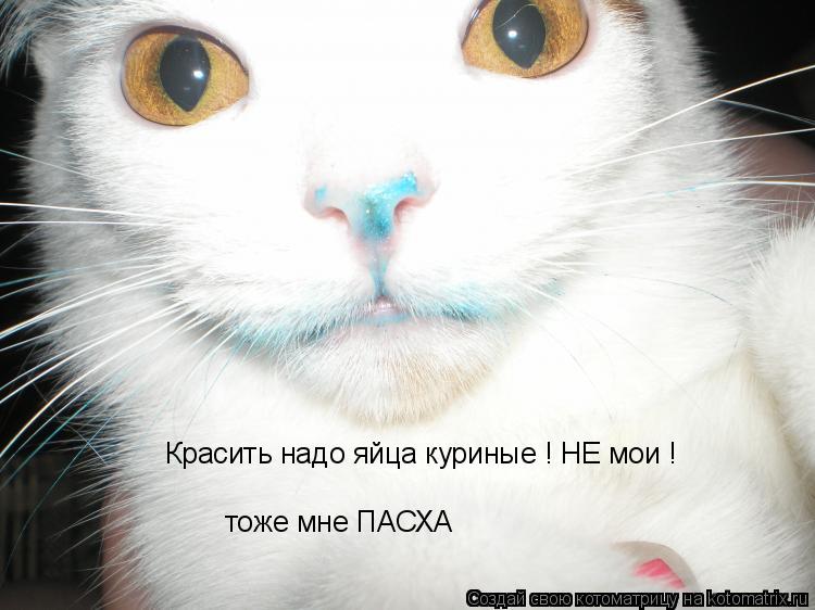 Красить надо яйца куриные ! НЕ мои ! тоже мне ПАСХА... Котоматрица: Красить надо яйца куриные ! НЕ мои ! тоже мне ПАСХА