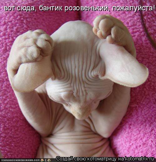 вот сюда, бантик розовенький, пожалуйста!... Котоматрица: вот сюда, бантик розовенький, пожалуйста!
