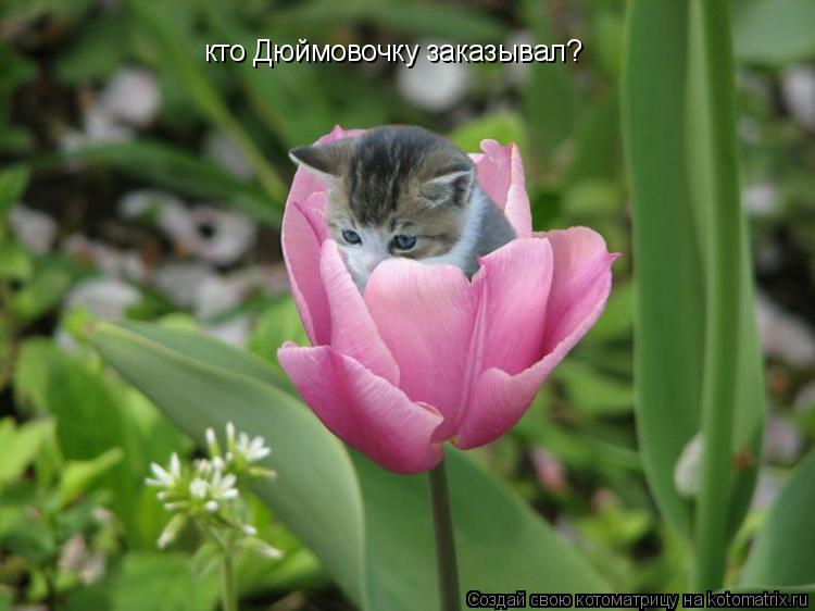 кто Дюймовочку заказывал?... Котоматрица: кто Дюймовочку заказывал?