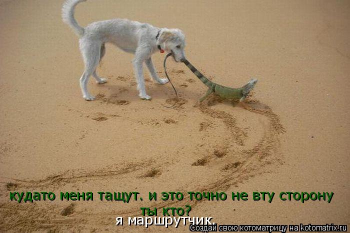 кудато меня тащут. и это точно не вту сторону ты кто? я маршрутчик.... Котоматрица: кудато меня тащут. и это точно не вту сторону ты кто? я маршрутчик.