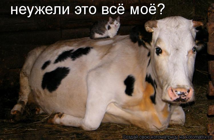 неужели это всё моё?... Котоматрица: неужели это всё моё?