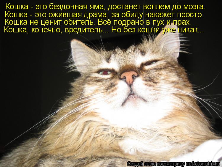 Котоматрица: Кошка - это бездонная яма, достанет воплем до мозга. Кошка - это ожившая драма, за обиду накажет просто. Кошка не ценит обитель. Всё подрано в 