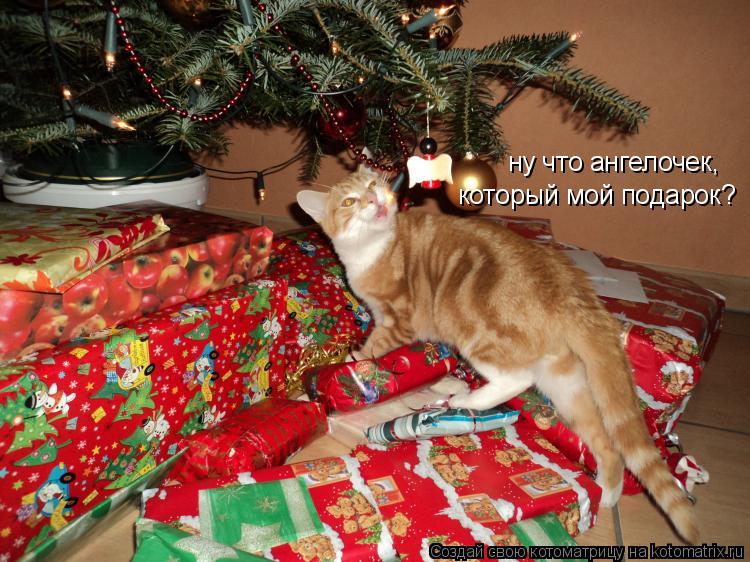 Котоматрица: ну что ангелочек, который мой подарок?