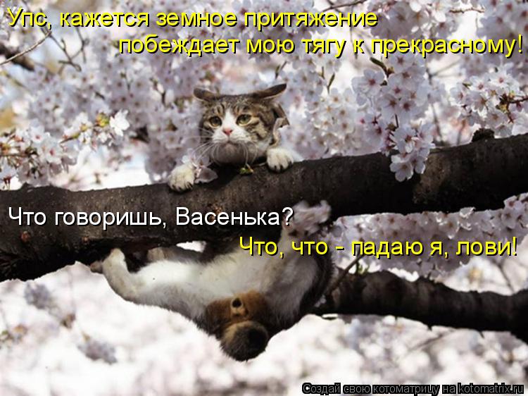 Упс, кажется земное притяжение побеждает мою тягу к прекрасному! Что говоришь, Васенька? Что, что ... Котоматрица: Упс, кажется земное притяжение побеждает мою тягу к прекрасному! Что говоришь, Васенька? Что, что - падаю я, лови!