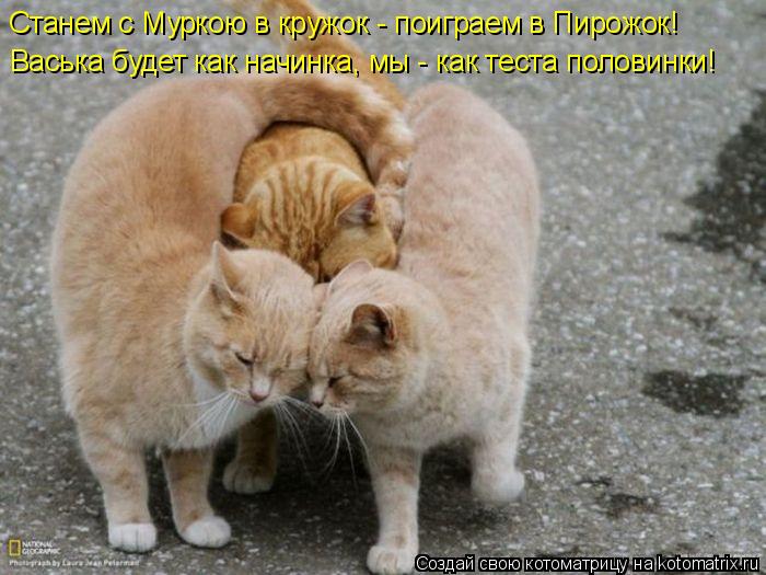 Котоматрица: Станем с Муркою в кружок - поиграем в Пирожок!  Васька будет как начинка, мы - как теста половинки!