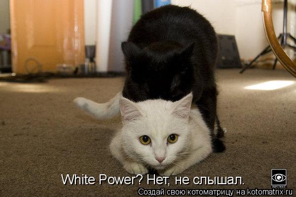 White Power? Нет, не слышал.... Котоматрица: White Power? Нет, не слышал.