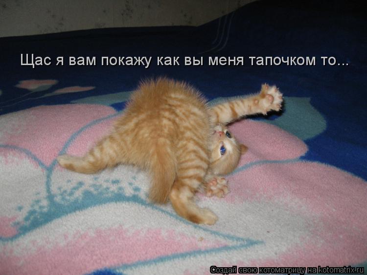 Котоматрица: Щас я вам покажу как вы меня тапочком то...