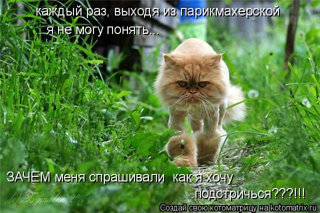 каждый раз, выходя из парикмахерской я не могу понять... ЗАЧЕМ меня спрашивали как я хочу подстричьс... Котоматрица: каждый раз, выходя из парикмахерской я не могу понять... ЗАЧЕМ меня спрашивали как я хочу подстричься???!!!