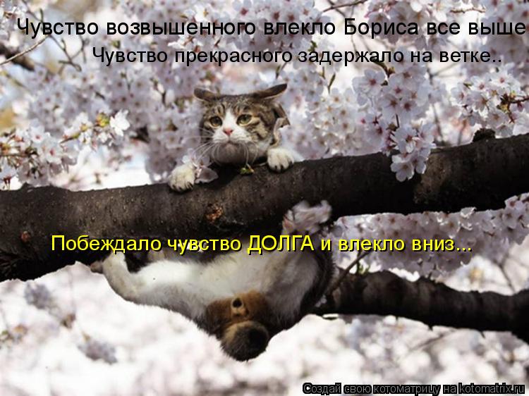 Котоматрица: Чувство возвышенного влекло Бориса все выше... Чувство прекрасного задержало на ветке.. Побеждало чувство ДОЛГА и влекло вниз...
