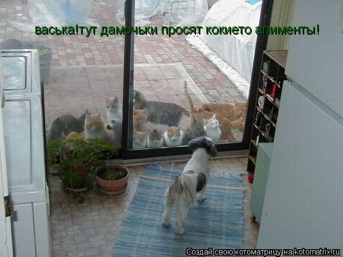 васька!тут дамочьки просят кокието алименты!... Котоматрица: васька!тут дамочьки просят кокието алименты!