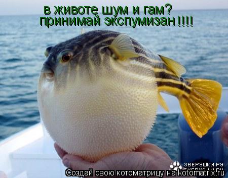 в животе шум и гам? принимай экспумизан !!!!... Котоматрица: в животе шум и гам? принимай экспумизан !!!!