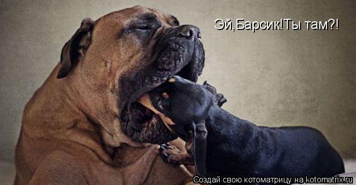 Эй,Барсик!Ты там?!... Котоматрица: Эй,Барсик!Ты там?!