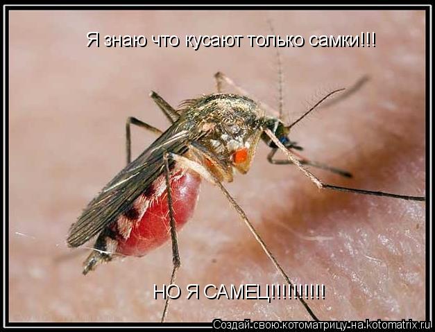 Я знаю что кусают только самки!!! НО Я САМЕЦ!!!!!!!!!!... Котоматрица: Я знаю что кусают только самки!!! НО Я САМЕЦ!!!!!!!!!!