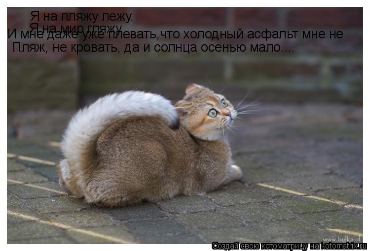 Я на пляжу лежу. Я на пляжу лежу. Я на мир гляжу. И мне даже уже плевать,что холодный асфальт мне не ... Котоматрица: Я на пляжу лежу. Я на пляжу лежу. Я на мир гляжу. И мне даже уже плевать,что холодный асфальт мне не Пляж, не кровать, да и солнца осенью мало....