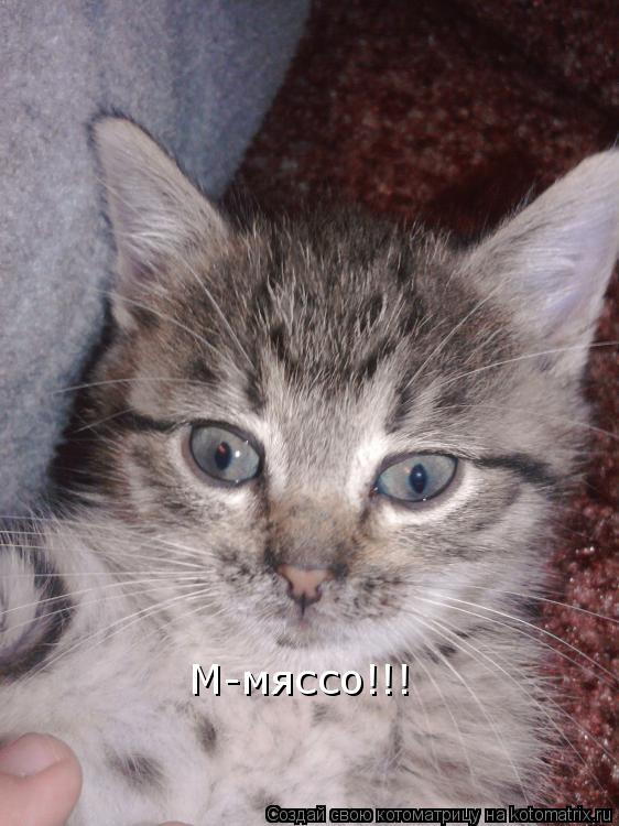 М-мяссо!!!... Котоматрица: М-мяссо!!!