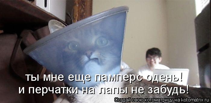 ты мне еще памперс одень! и перчатки на лапы не забудь!... Котоматрица: ты мне еще памперс одень! и перчатки на лапы не забудь!