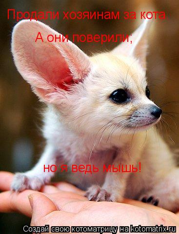 Продали хозяинам за кота. А они поверили; но я ведь мышь!... Котоматрица: Продали хозяинам за кота. А они поверили; но я ведь мышь!