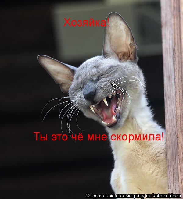 Хозяйка! Ты это чё мне скормила! Ты это чё мне скормила!... Котоматрица: Хозяйка! Ты это чё мне скормила! Ты это чё мне скормила!