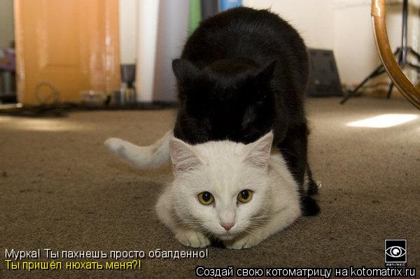 Мурка! Ты пахнешь просто обалденно! Ты пришёл нюхать меня?!... Котоматрица: Мурка! Ты пахнешь просто обалденно! Ты пришёл нюхать меня?!