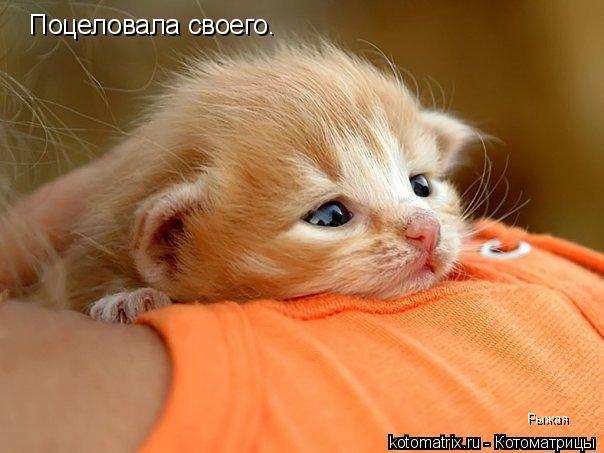 Поцеловала своего. Рыжая... Котоматрица: Поцеловала своего. Рыжая