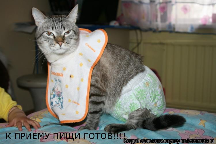 К ПРИЕМУ ПИЩИ ГОТОВ!!!!... Котоматрица: К ПРИЕМУ ПИЩИ ГОТОВ!!!!