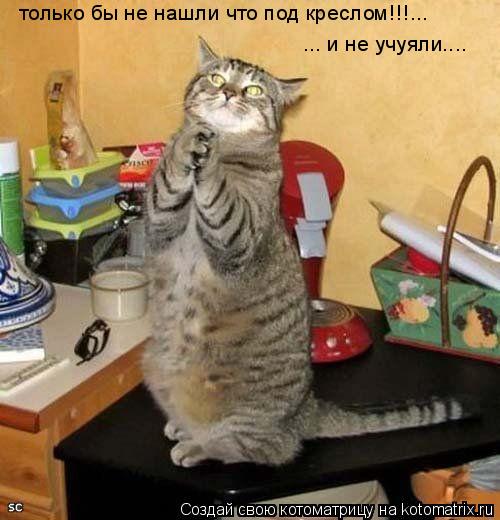 только бы не нашли что под креслом!!!... ... и не учуяли....... Котоматрица: только бы не нашли что под креслом!!!... ... и не учуяли....