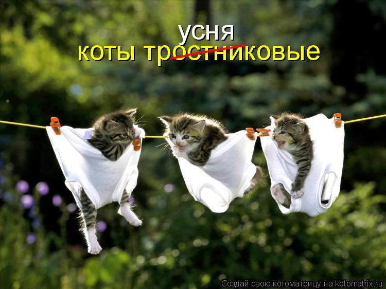 коты тростниковые _____ усня... Котоматрица: коты тростниковые _____ усня