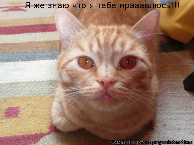 Я же знаю что я тебе нрааавлюсь!!!... Котоматрица: Я же знаю что я тебе нрааавлюсь!!!