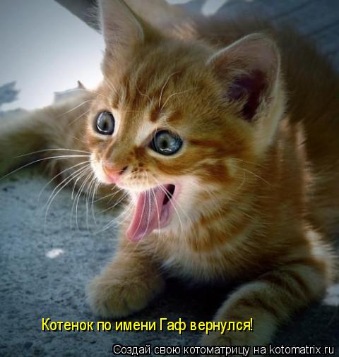 Котоматрица: Котенок по имени Гаф вернулся!