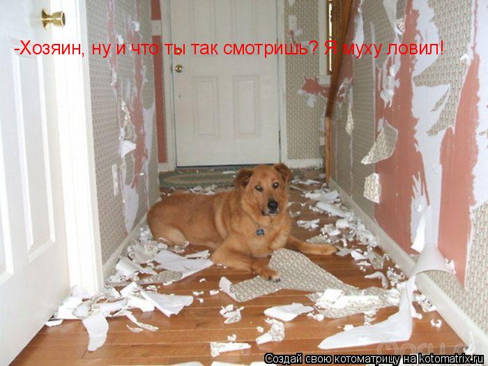 -Хозяин, ну и что ты так смотришь? Я муху ловил!... Котоматрица: -Хозяин, ну и что ты так смотришь? Я муху ловил!