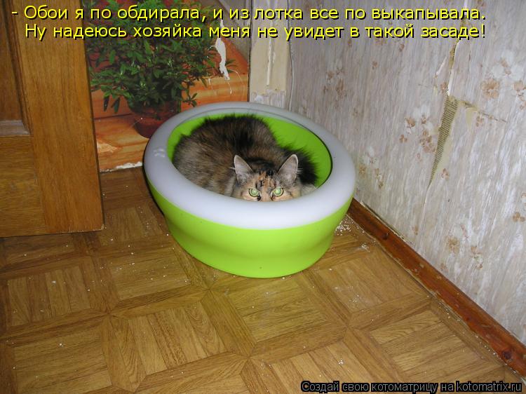 - Обои я по обдирала, и из лотка все по выкапывала. Ну надеюсь хозяйка меня не увидет в такой засаде... Котоматрица: - Обои я по обдирала, и из лотка все по выкапывала. Ну надеюсь хозяйка меня не увидет в такой засаде!