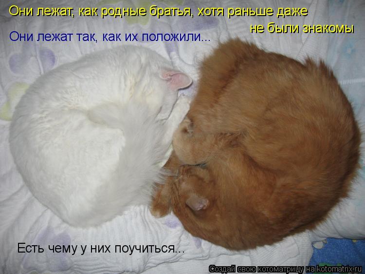 Они лежат, как родные братья, хотя раньше даже не были знакомы Они лежат так, как их положили... Ест... Котоматрица: Они лежат, как родные братья, хотя раньше даже не были знакомы Они лежат так, как их положили... Есть чему у них поучиться...
