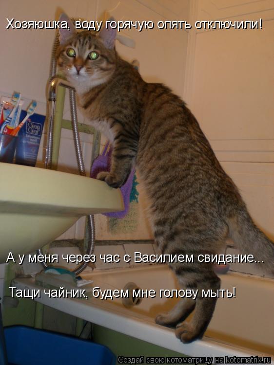 Хозяюшка, воду горячую опять отключили! А у меня через час с Василием свидание... Тащи чайник, будем ... Котоматрица: Хозяюшка, воду горячую опять отключили! А у меня через час с Василием свидание... Тащи чайник, будем мне голову мыть!