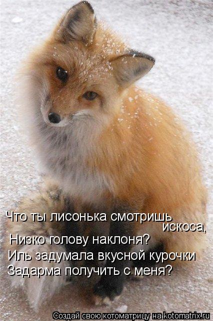 Что ты лисонька смотришь искоса, Низко голову наклоня? Иль задумала вкусной курочки Задарма получить ... Котоматрица: Что ты лисонька смотришь искоса, Низко голову наклоня? Иль задумала вкусной курочки Задарма получить с меня?